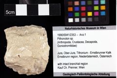 Foto (Objket + Etiketten) von Pithonoton sp. 